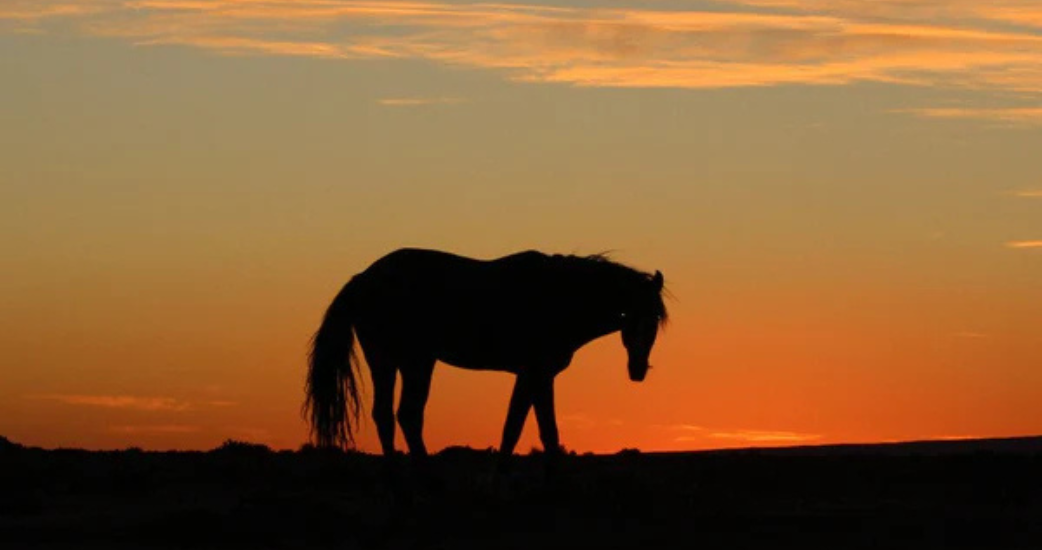 Trekking a cavallo nel deserto: l’avventura più attesa del 2026