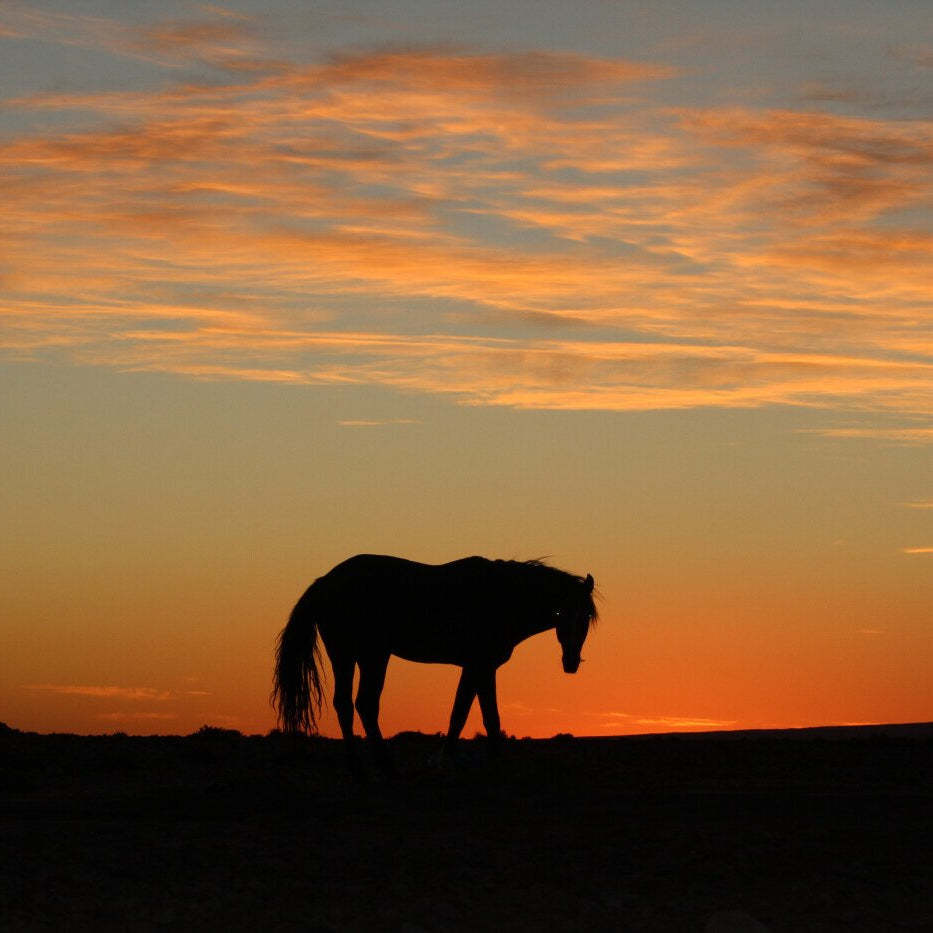 Touareg Horseback Trekking in the Desert of Morocco