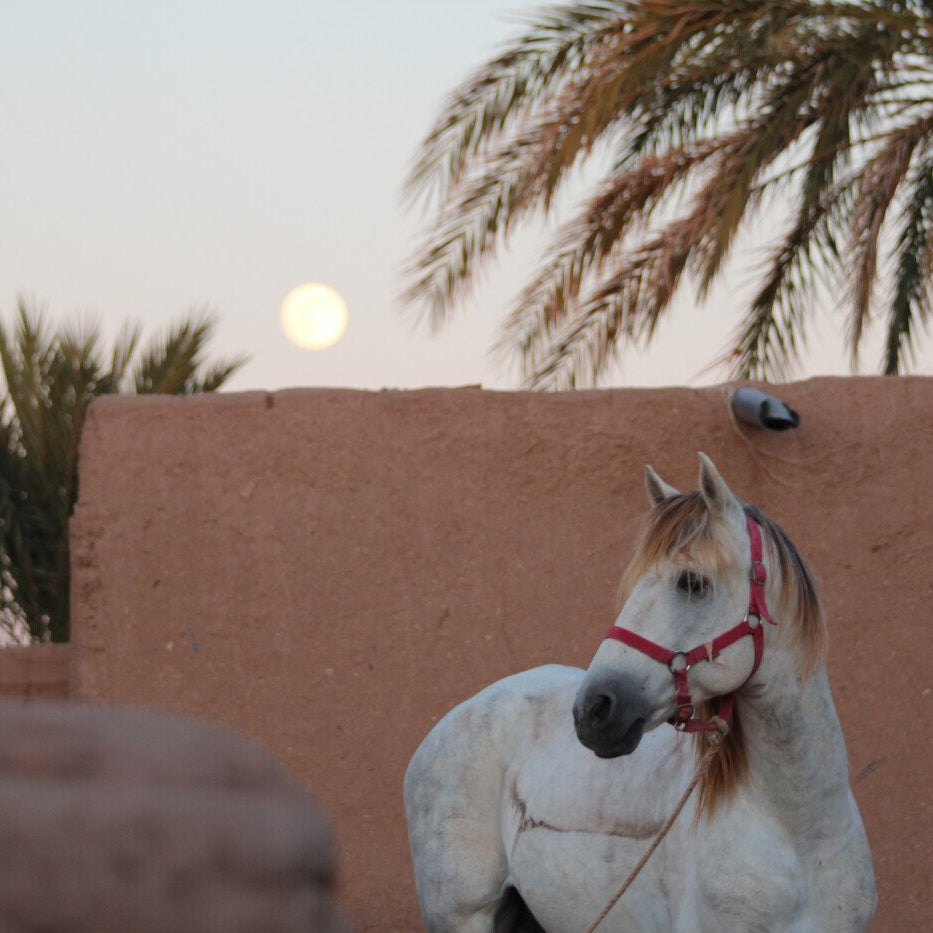 Touareg Horseback Trekking in the Desert of Morocco