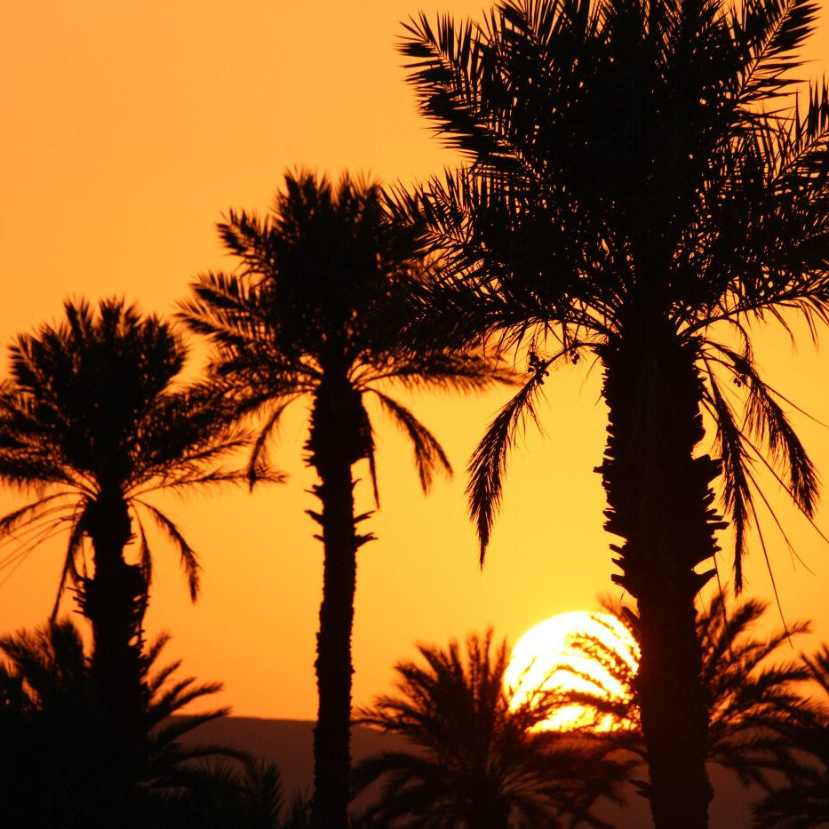Touareg Horseback Trekking in the Desert of Morocco