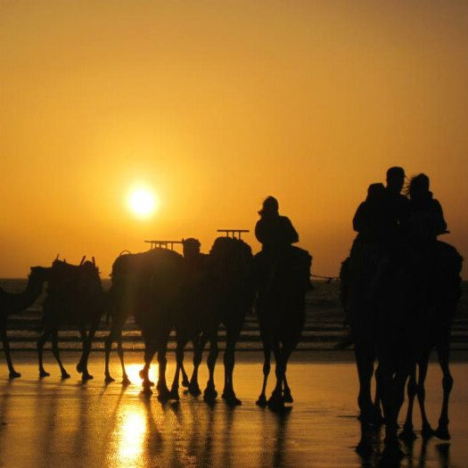 Passeggiata in dromedario 2 ore