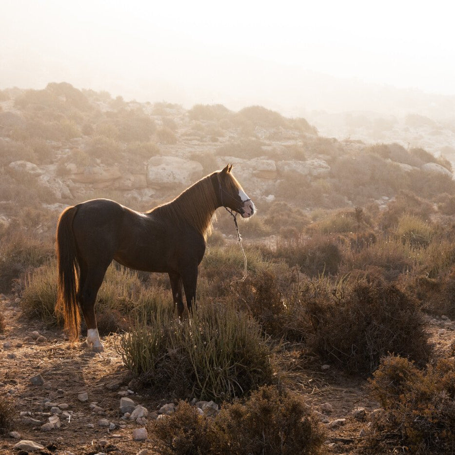 3 Days and 2 Nights on Horseback