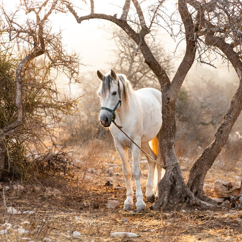 Amazigh-Reiter-Trekking