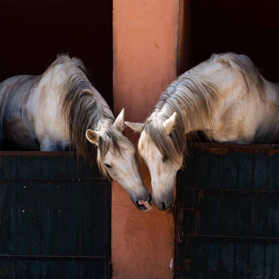 3 Days and 2 Nights on Horseback
