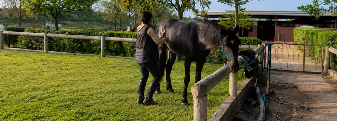 Come pulire i cavalli prima del trekking | Ranch de Diabat