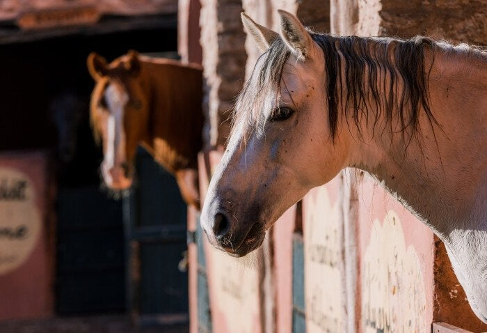 Festeggia la fine del Ramadan al Ranch
