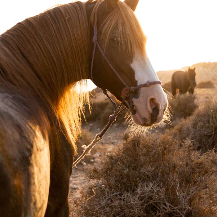 Randonnées à cheval