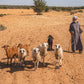Randonnée équestre amazighe