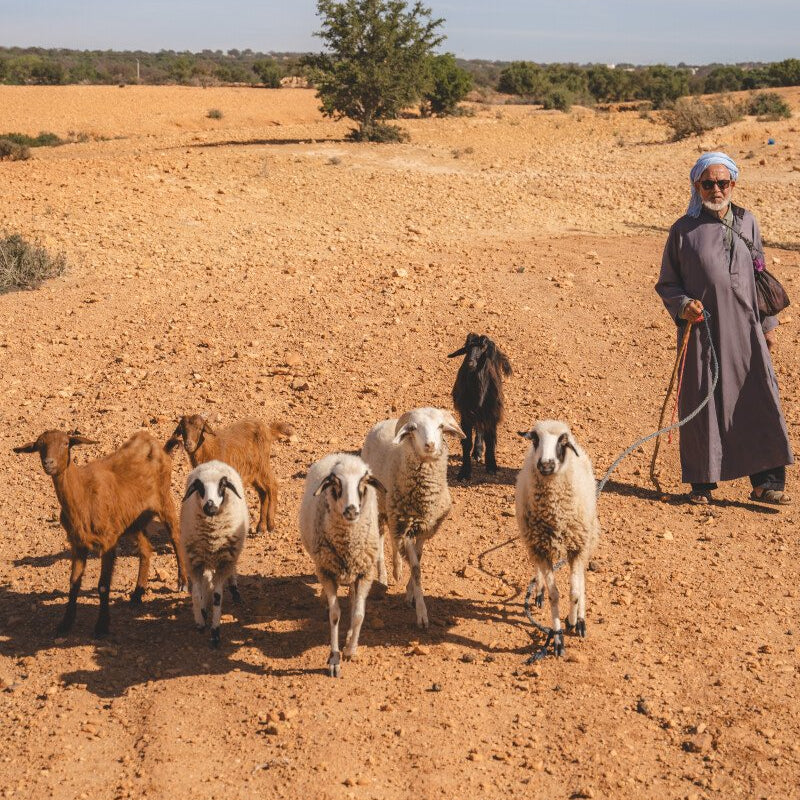 Randonnée équestre amazighe