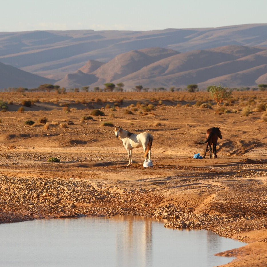 Trekking Touareg a cavallo nel deserto in Marocco