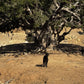 Argan Trek