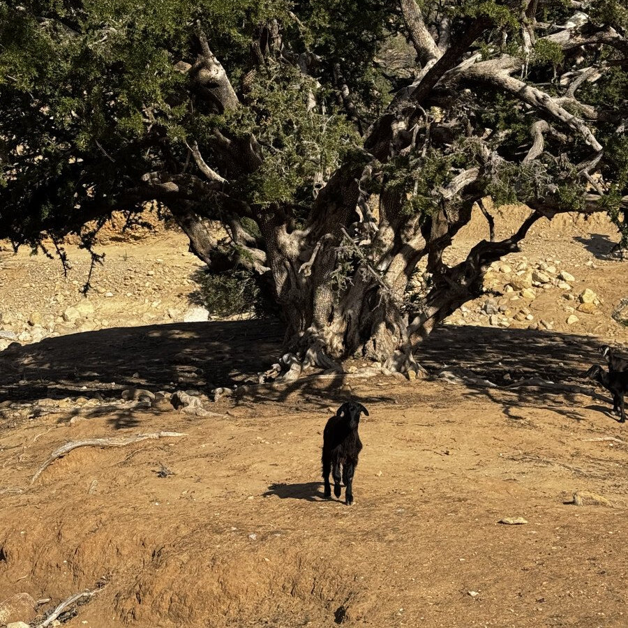 Argan Trek