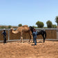 MAROCCO HORSEMANSHIP TRAINING CAMP