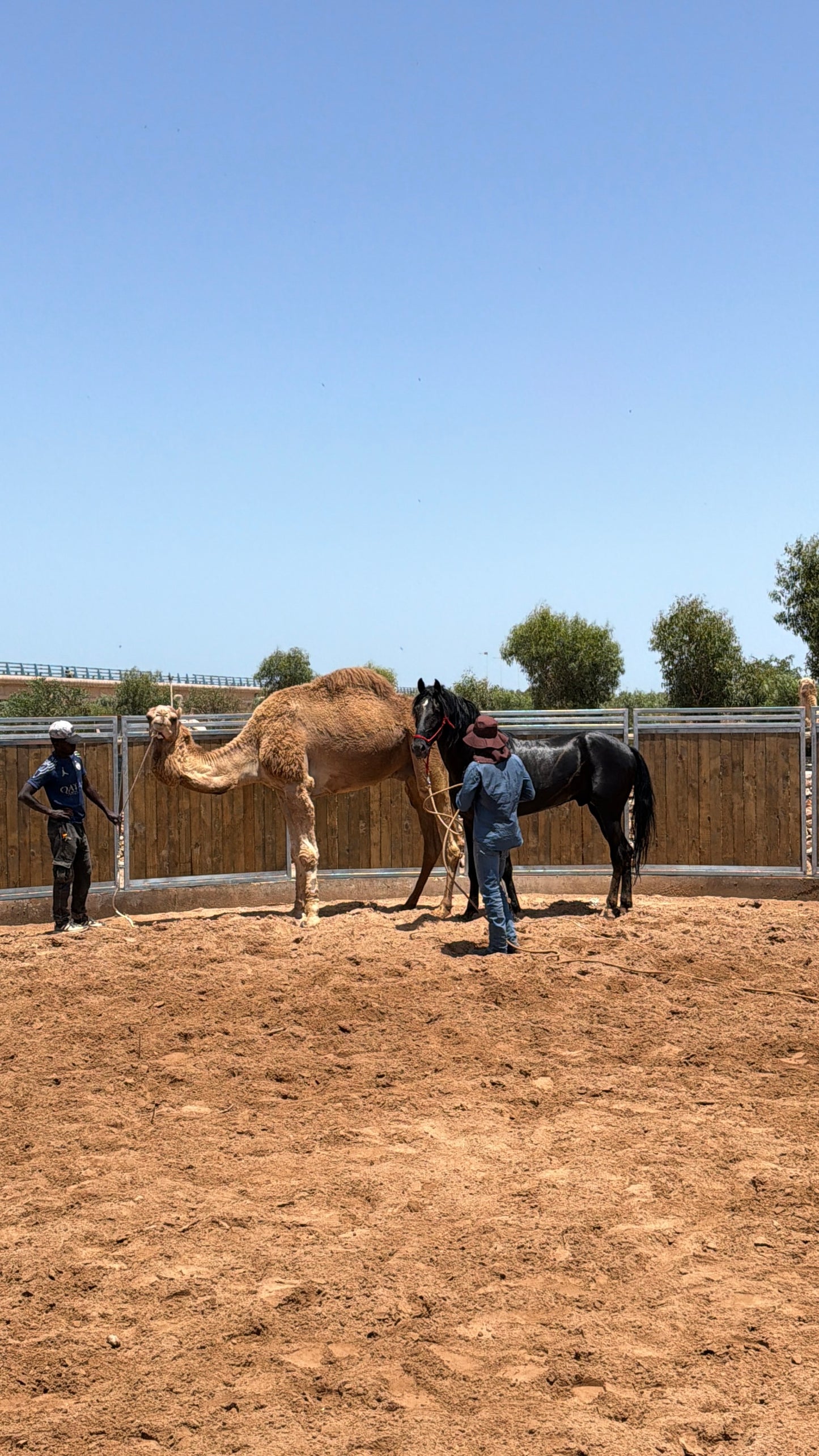MAROCCO HORSEMANSHIP TRAINING CAMP