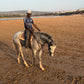 MAROCCO HORSEMANSHIP TRAINING CAMP