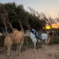 MAROCCO HORSEMANSHIP TRAINING CAMP