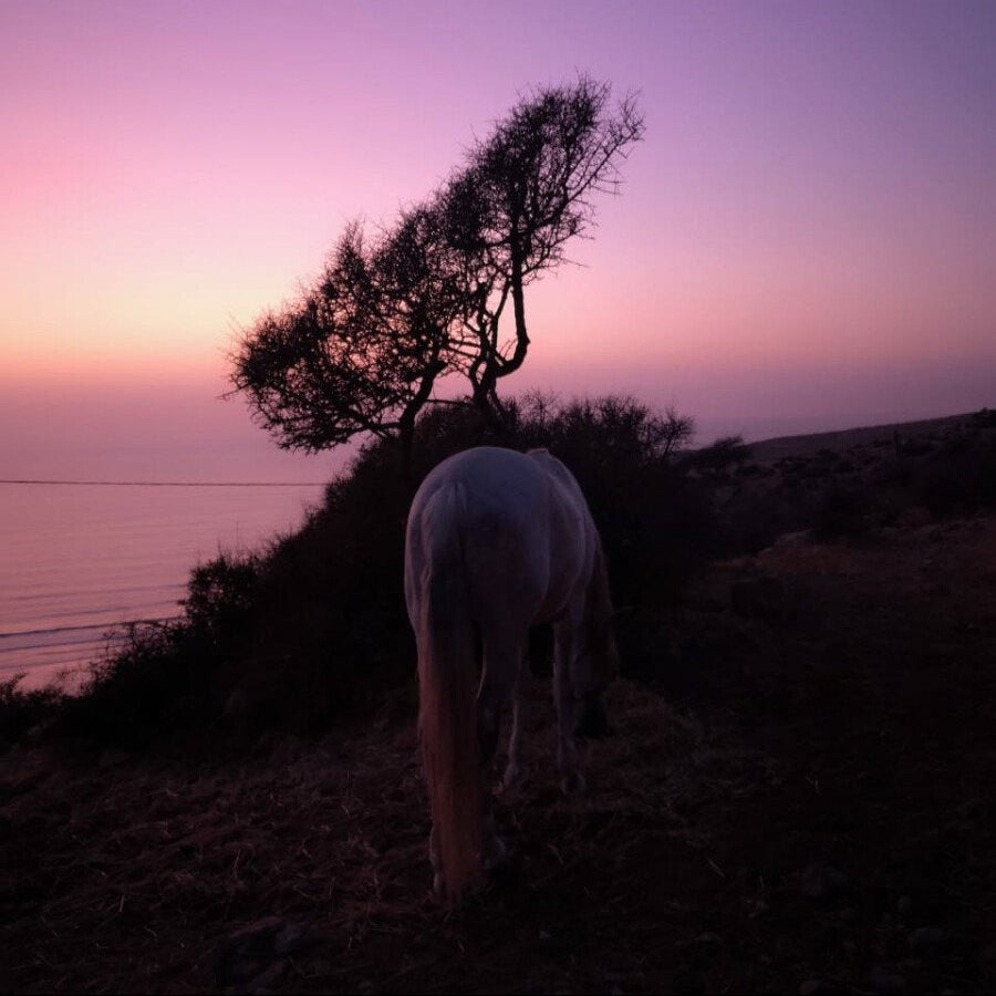 La Perle d'Essaouira