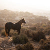 Beginner Riders Morocco – From Basics to Equestrian Trekking