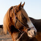 Randonnée à cheval avec nuitée