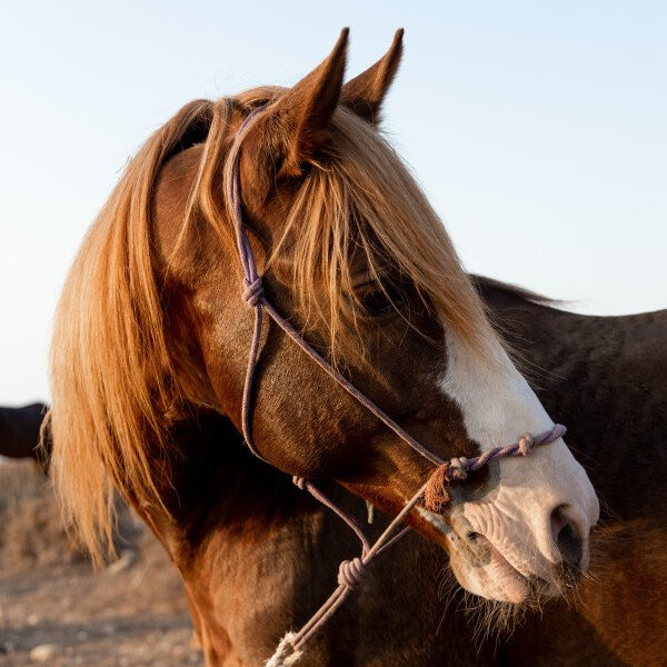 Randonnée à cheval avec nuitée