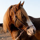 Balade à cheval de deux heures