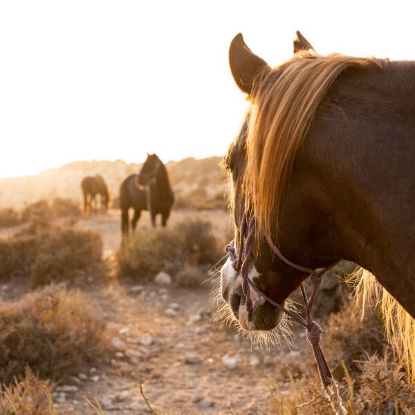 Balade à cheval d'une heure