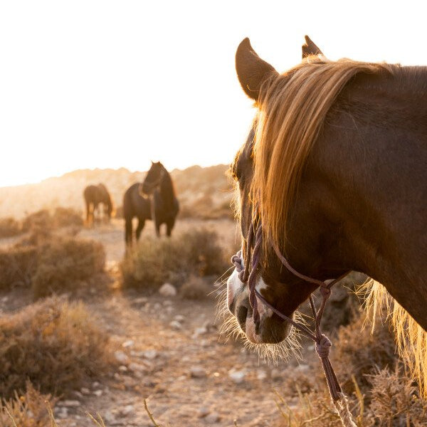 Randonnée à cheval avec nuitée