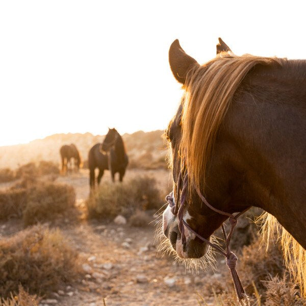 10 leçons d'équitation