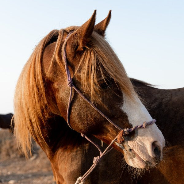 Balade à cheval d'une heure