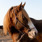 Balade à cheval d'une heure au coucher du soleil en bord de mer