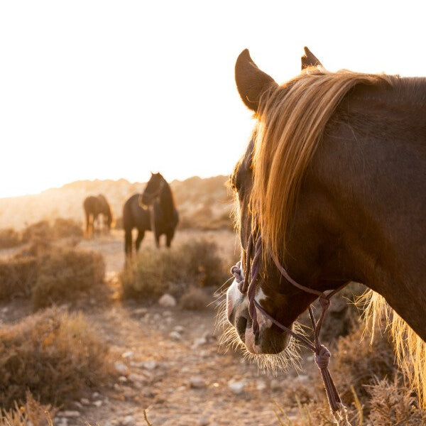 Balade à cheval d'une heure au coucher du soleil en bord de mer