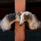 10 leçons d'équitation