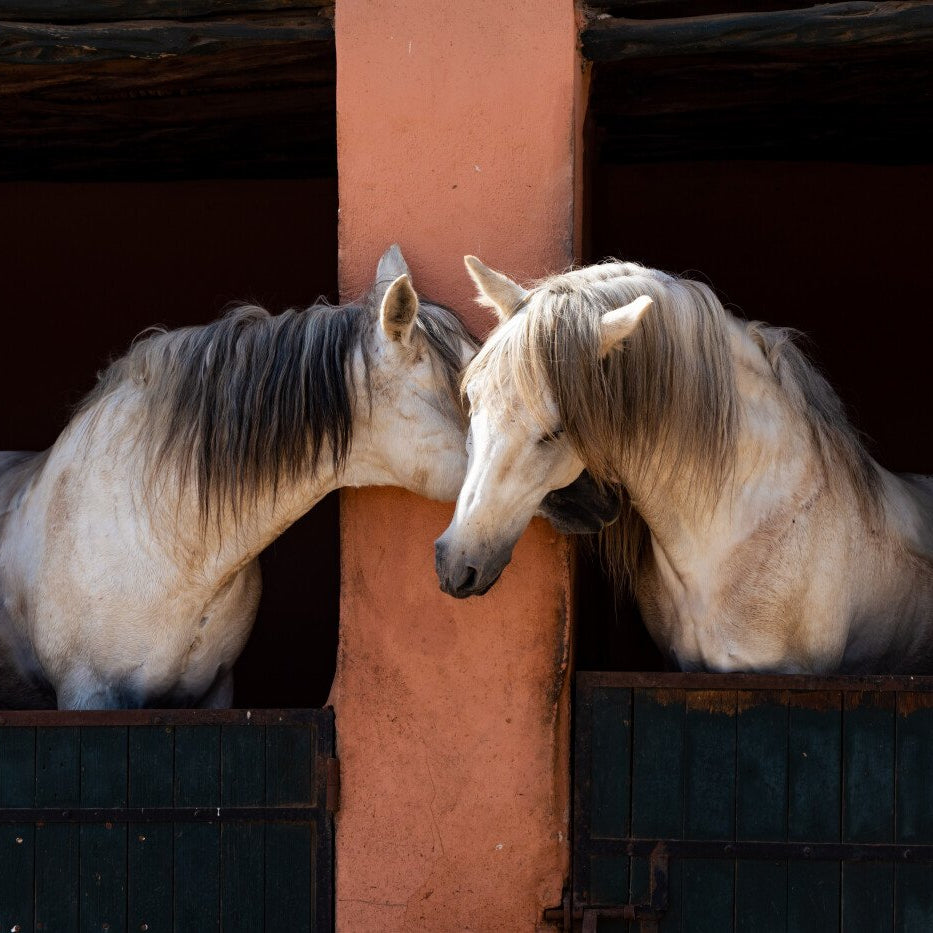 10 leçons d'équitation