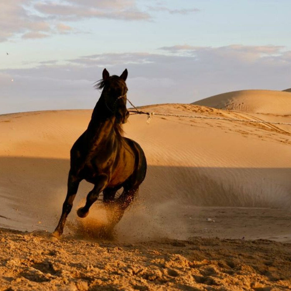 Balade à cheval d'une heure au coucher du soleil en bord de mer