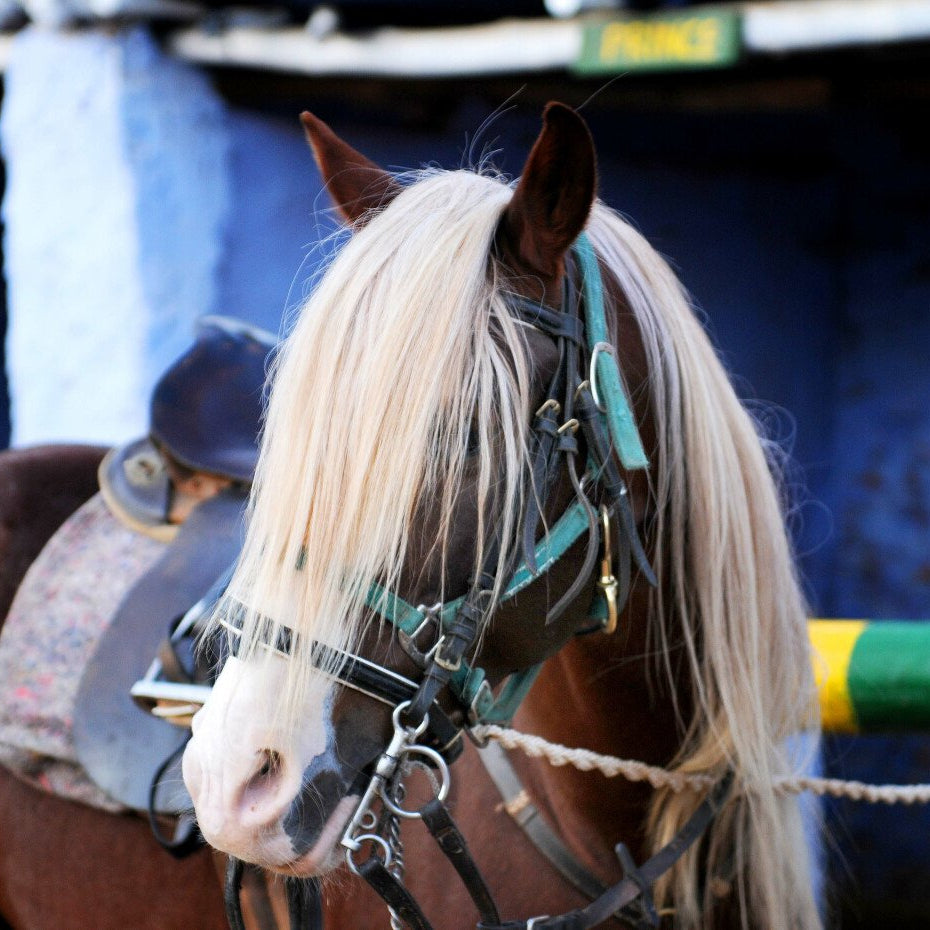 10 leçons d'équitation