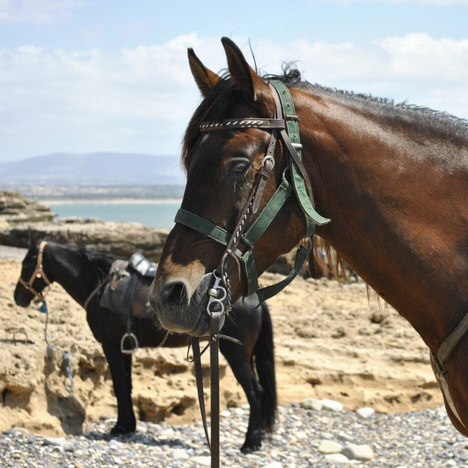 Randonnée à cheval avec nuitée