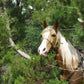 Balade à cheval avec déjeuner