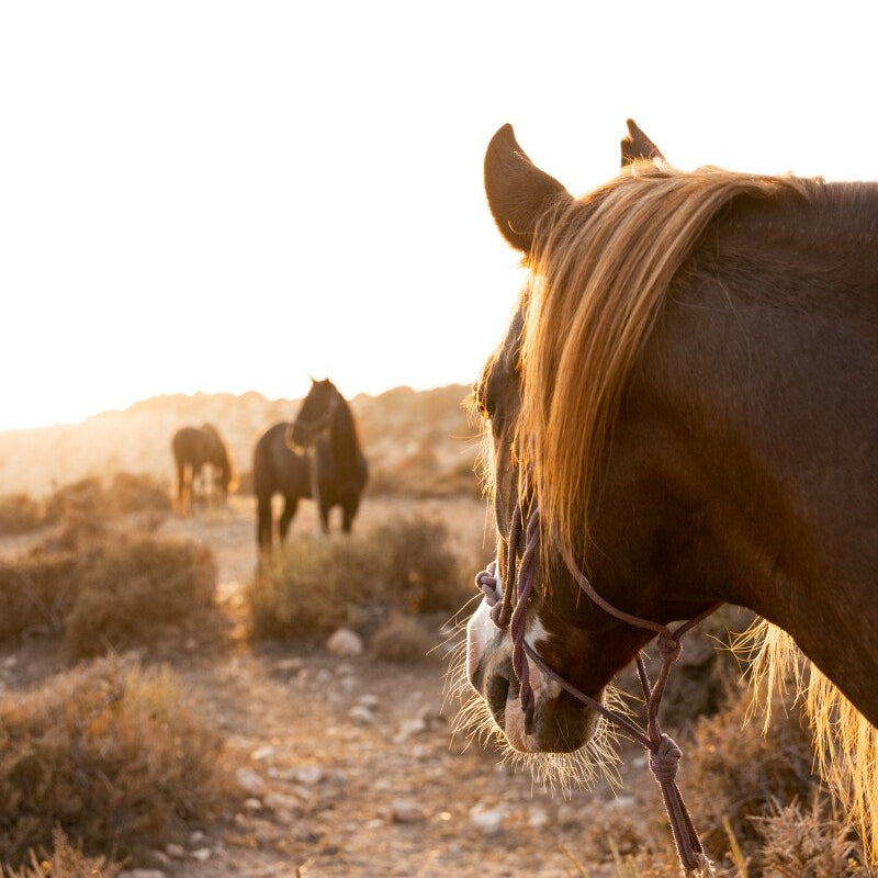 Balade à cheval de trois heures