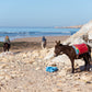Balade à cheval avec déjeuner
