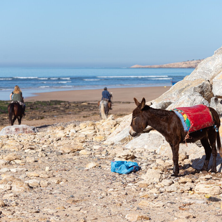 Balade à cheval avec déjeuner