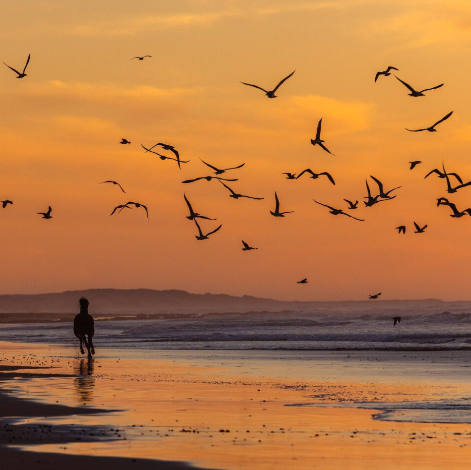 Balade à cheval de 2 heures au coucher du soleil sur la plage