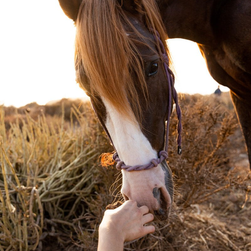 Balade à cheval d'une heure