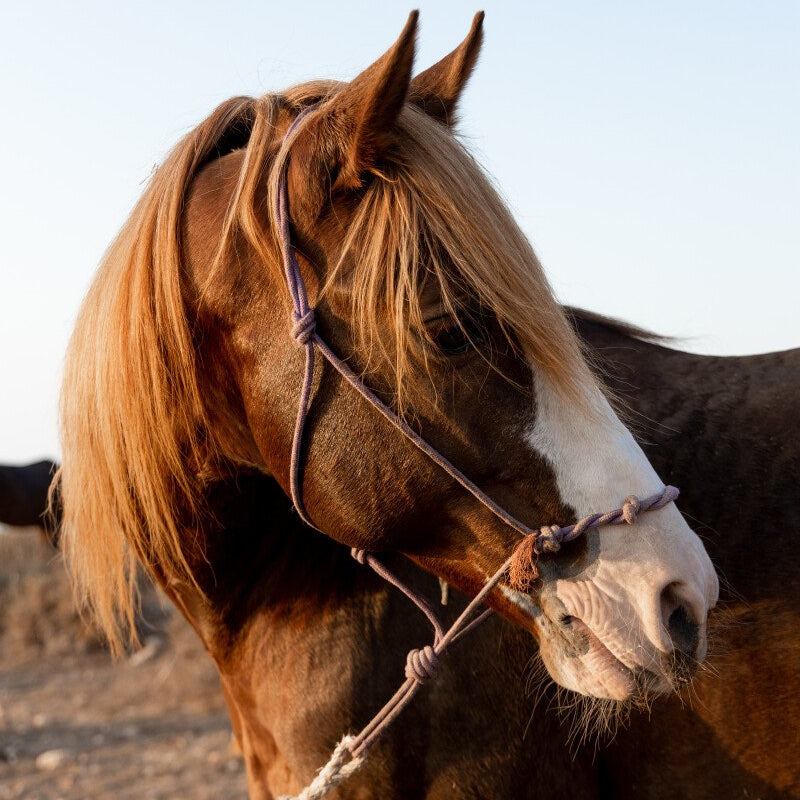 10 leçons d'équitation