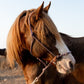 Balade à cheval de trois heures
