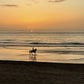 Balade à cheval d'une heure au coucher du soleil en bord de mer