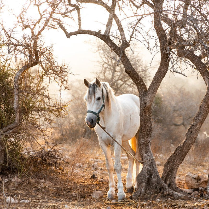 Argan Trek