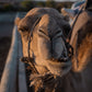 Essaouira Adventure & Relaxation