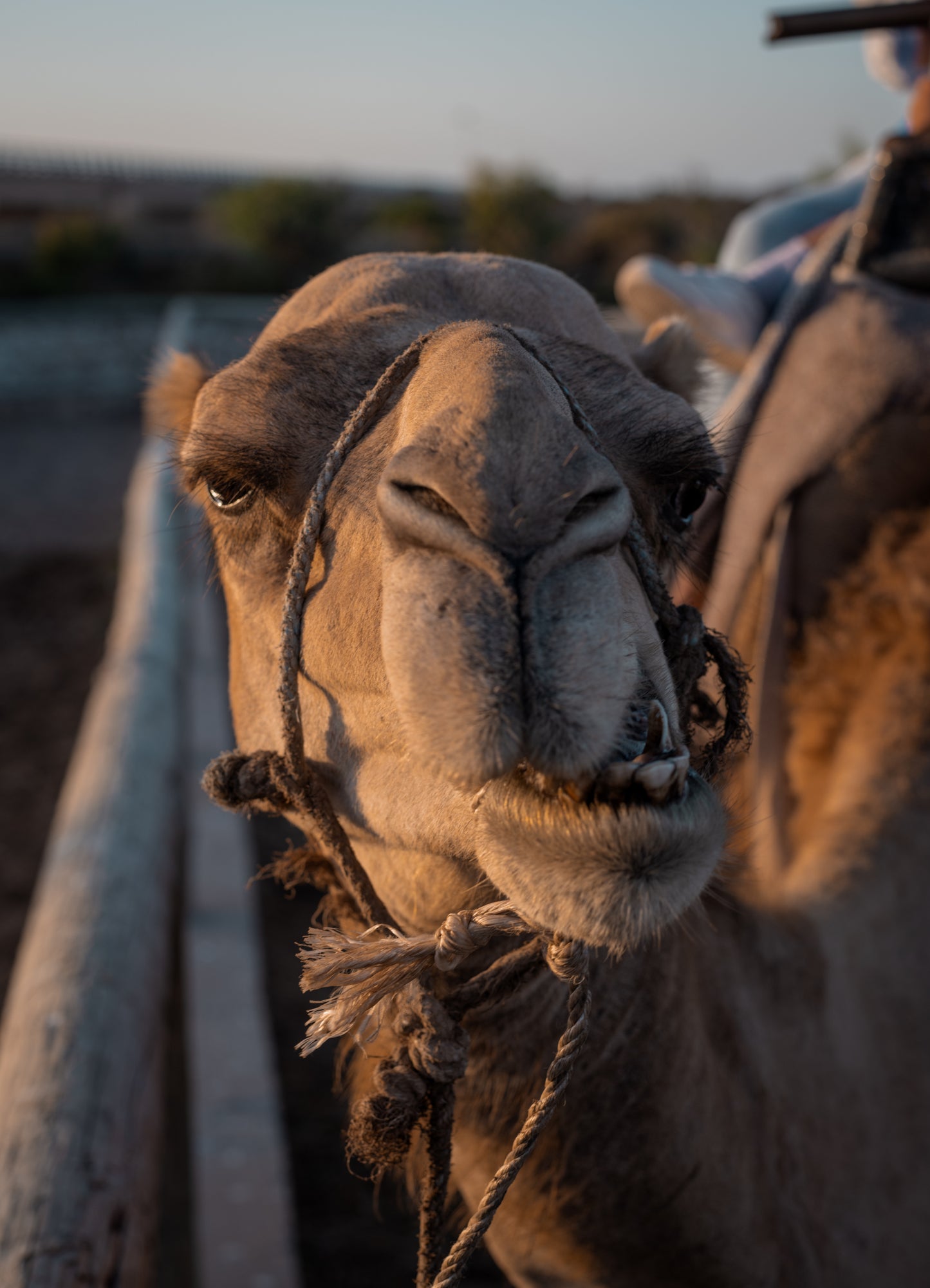 Essaouira Adventure & Relaxation