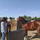 MAROCCO HORSEMANSHIP TRAINING CAMP