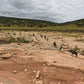 Special Program: Horseback Trekking between Essaouira and the Ocean